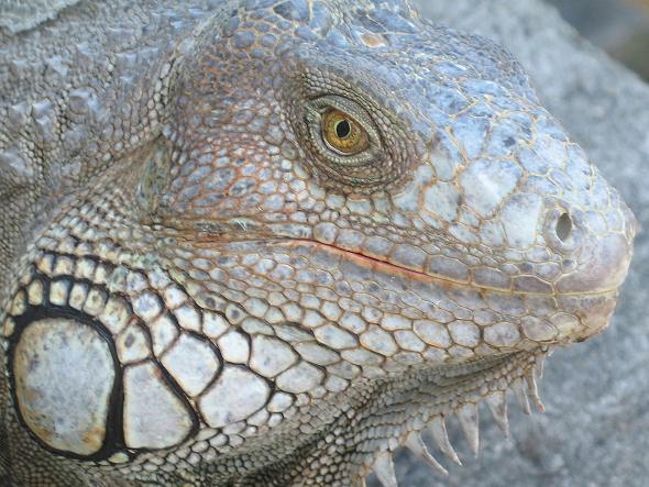Iguana Invasion Exotic Pets Gone Wild In Florida Iguanas And Lizards,When Is Boxing Day In Australia