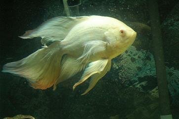 Long-finned Oscar